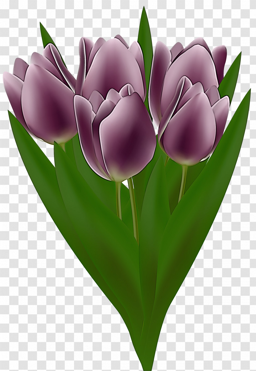 Tulip Flower Petal Purple Violet Transparent PNG