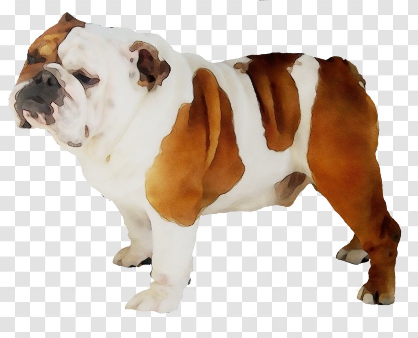 Bulldog - Dog - White English Olde Bulldogge Transparent PNG