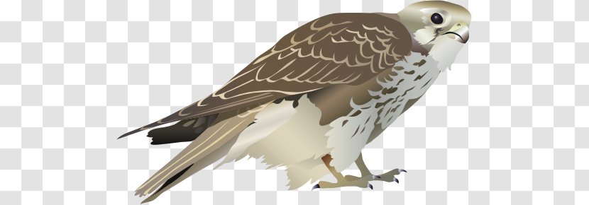 Prairie Falcon Bird Clip Art Transparent PNG
