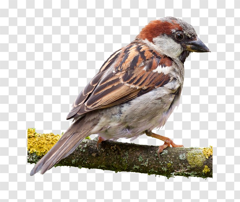 House Sparrow A Bird Watcher's Guide To Sparrows American The Identification And Natural History Of United States Canada - Eurasian Tree - Eat Transparent PNG
