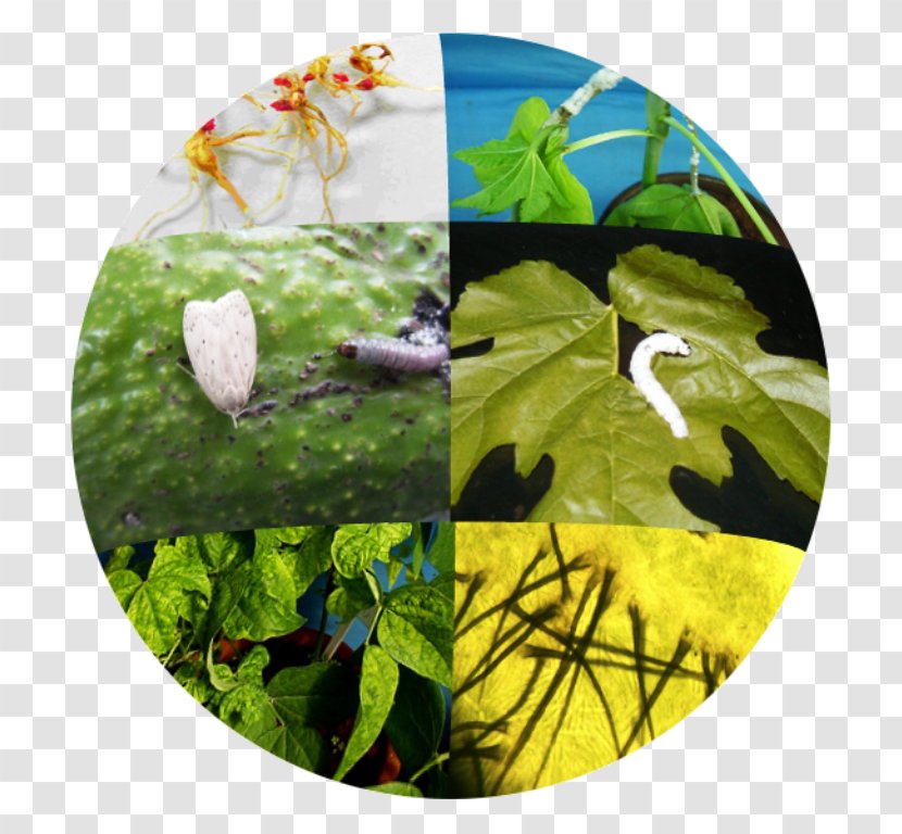 Biological Pest Control Plant Pathology Agriculture Biology Transparent PNG