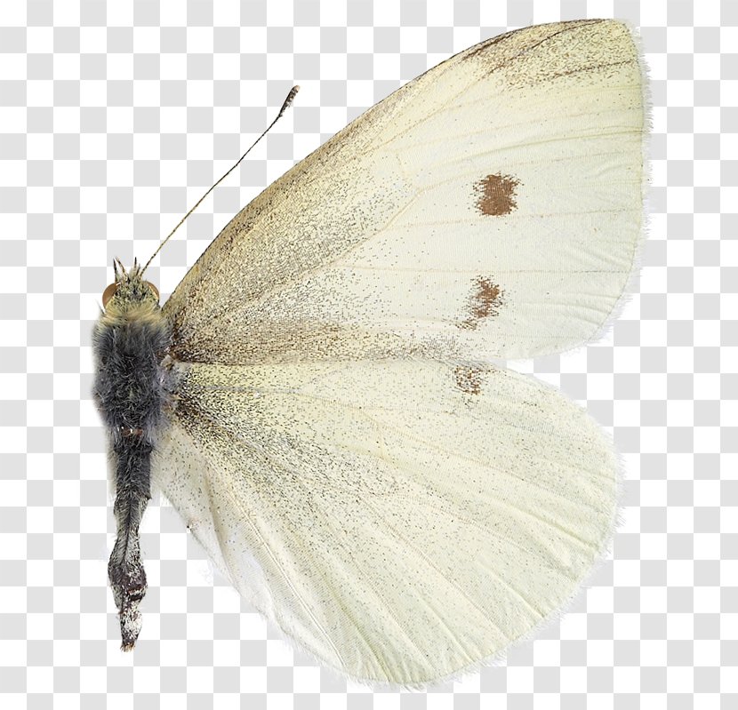 Nymphalidae Pieridae Moth Butterfly - Moths And Butterflies Transparent PNG