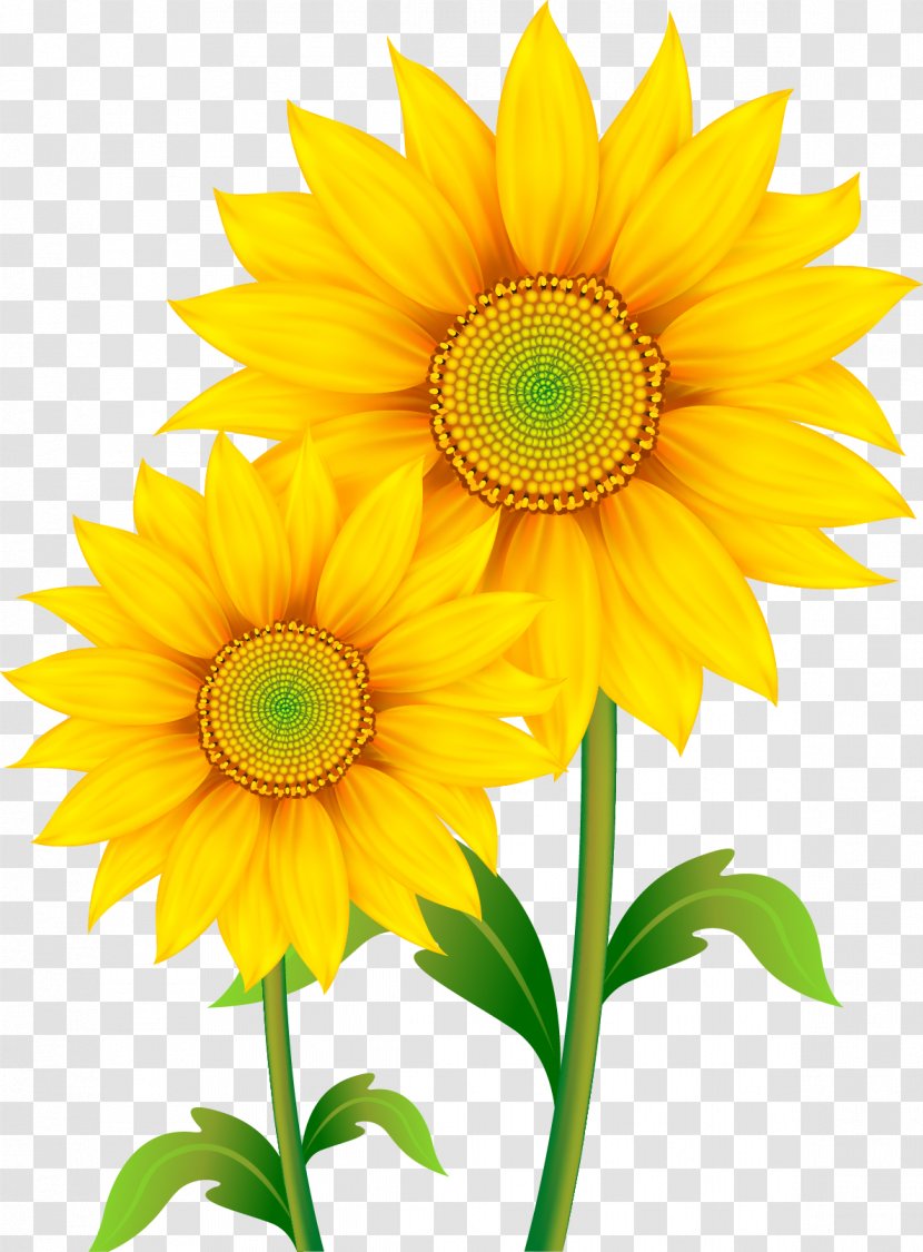 Free Content Clip Art - Flower - Floral Decoration Transparent PNG