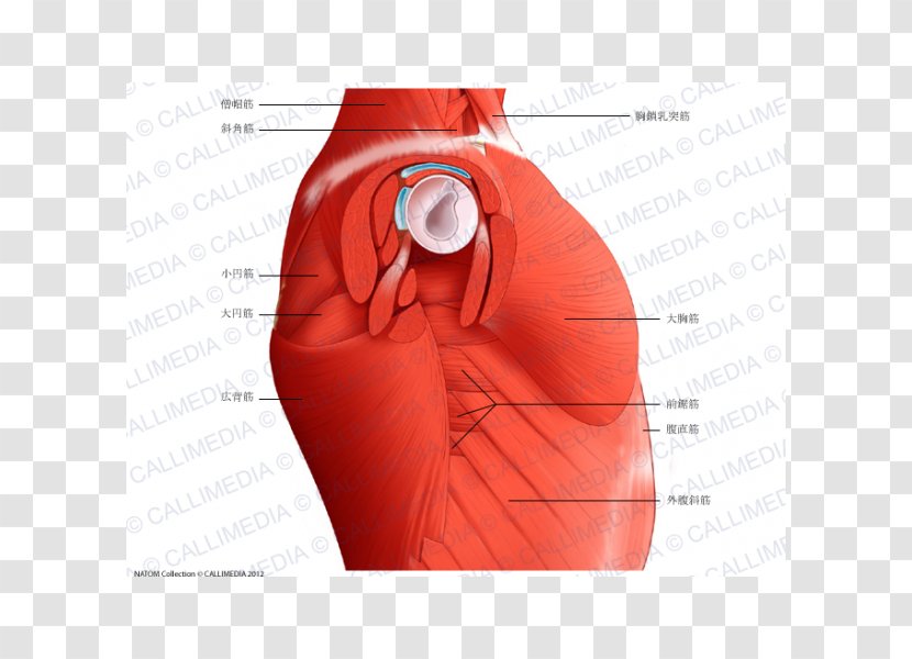 Anatomy Rectus Abdominis Muscle Muscular System Neck - Frame - Organs Transparent PNG