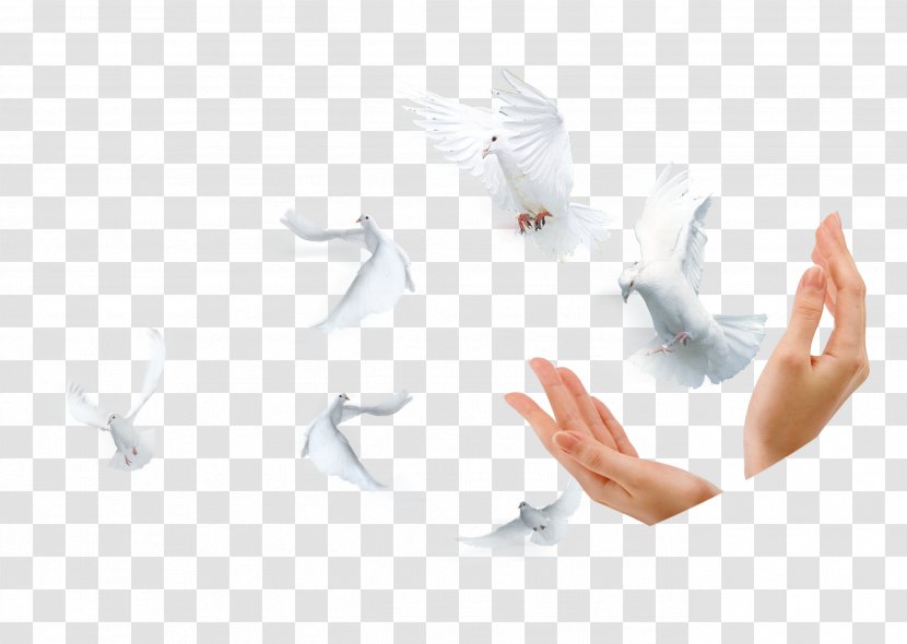 Designer Google Images - Online Advertising - Pigeon And Hand Transparent PNG