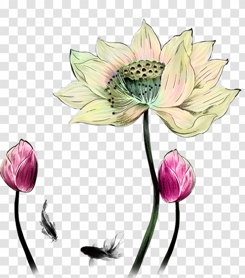 Drawing Designer - Flora - Hand Painted Oil Painting Lotus Transparent PNG