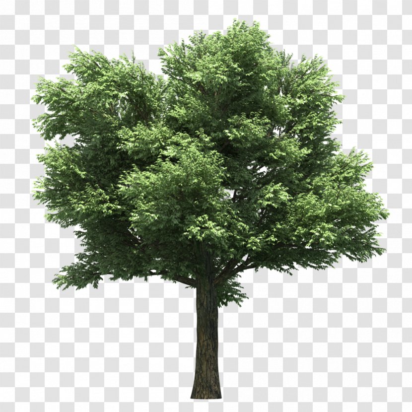 Stock Photography Tree - Evergreen Transparent PNG