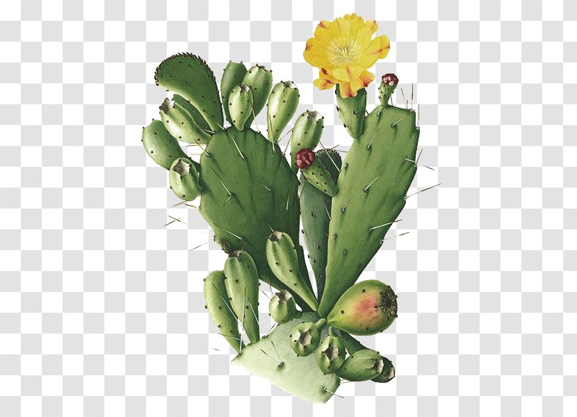 Cactaceae Opuntia Monacantha Botanical Illustration Drawing San Pedro Cactus - Hand-painted Transparent PNG