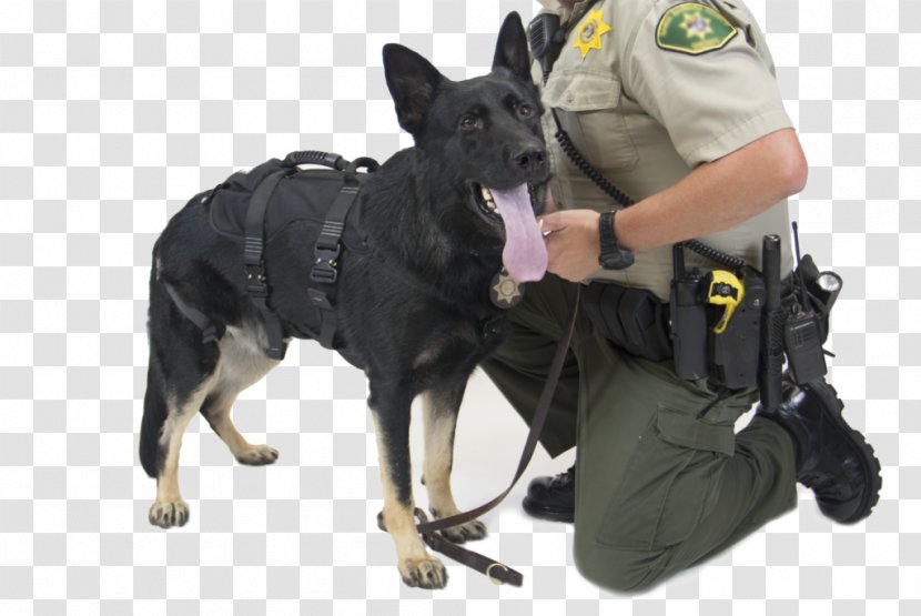 Dog Breed Obedience Training Police Leash - Group Transparent PNG