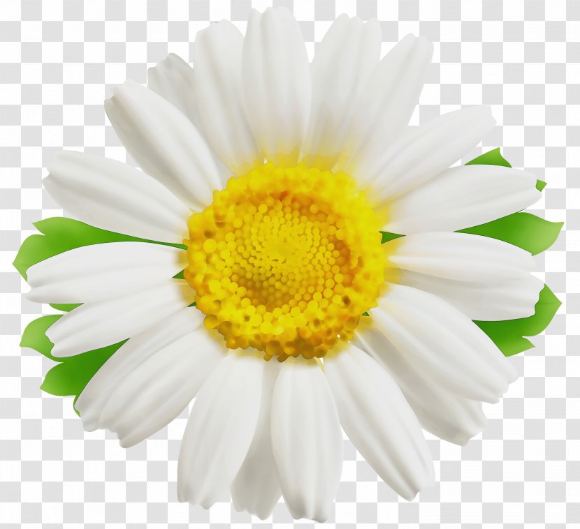Flowers Background - Cut - Perennial Plant Wildflower Transparent PNG