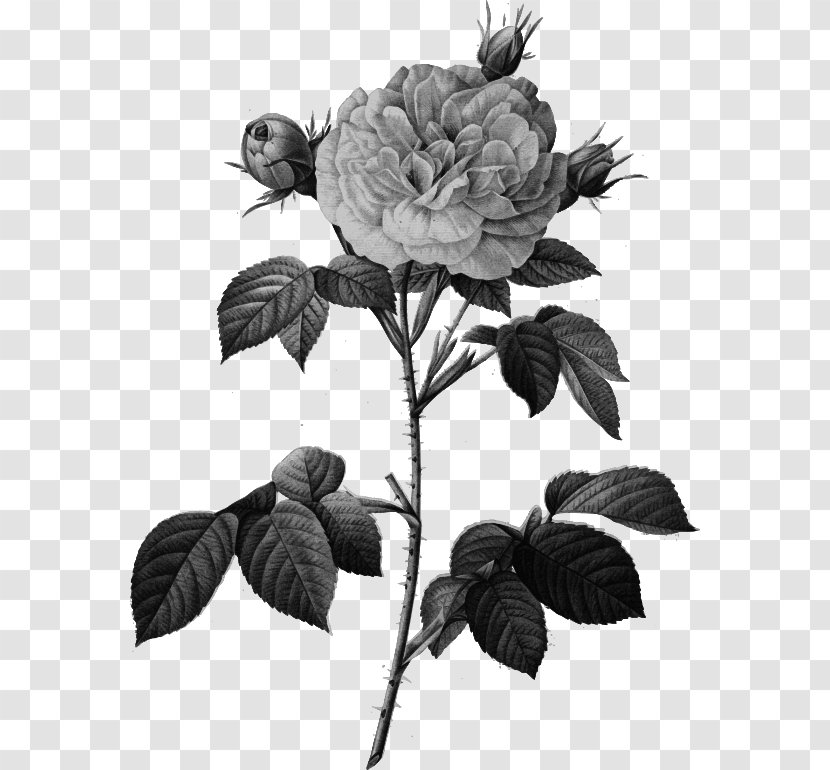 Garden Roses Cabbage Rose Damask Rosa 'Great Maiden's Blush' Painting - Monochrome Transparent PNG