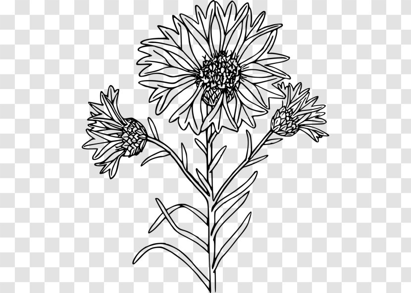 Drawing Of Family - Wildflower - Perennial Plant Chamomile Transparent PNG