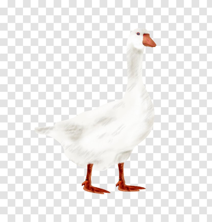 Goose Duck Fowl Fauna Feather - Water Bird Transparent PNG