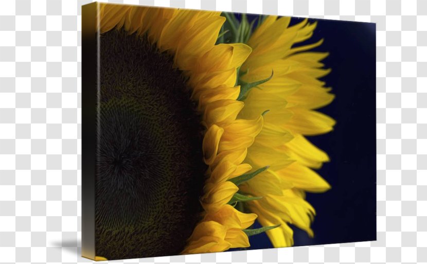 Common Sunflower Imagekind Pop Art Poster - Wall - 3D Transparent PNG