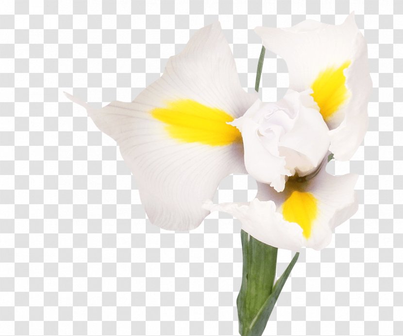 Irises White Flower Bouquet Tulip - Shop Transparent PNG