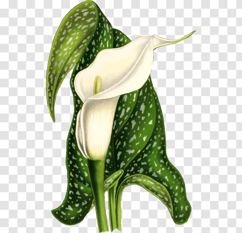 Arum Lilies Arum-lily Flower Madonna Lily Bulb - Calla Transparent PNG