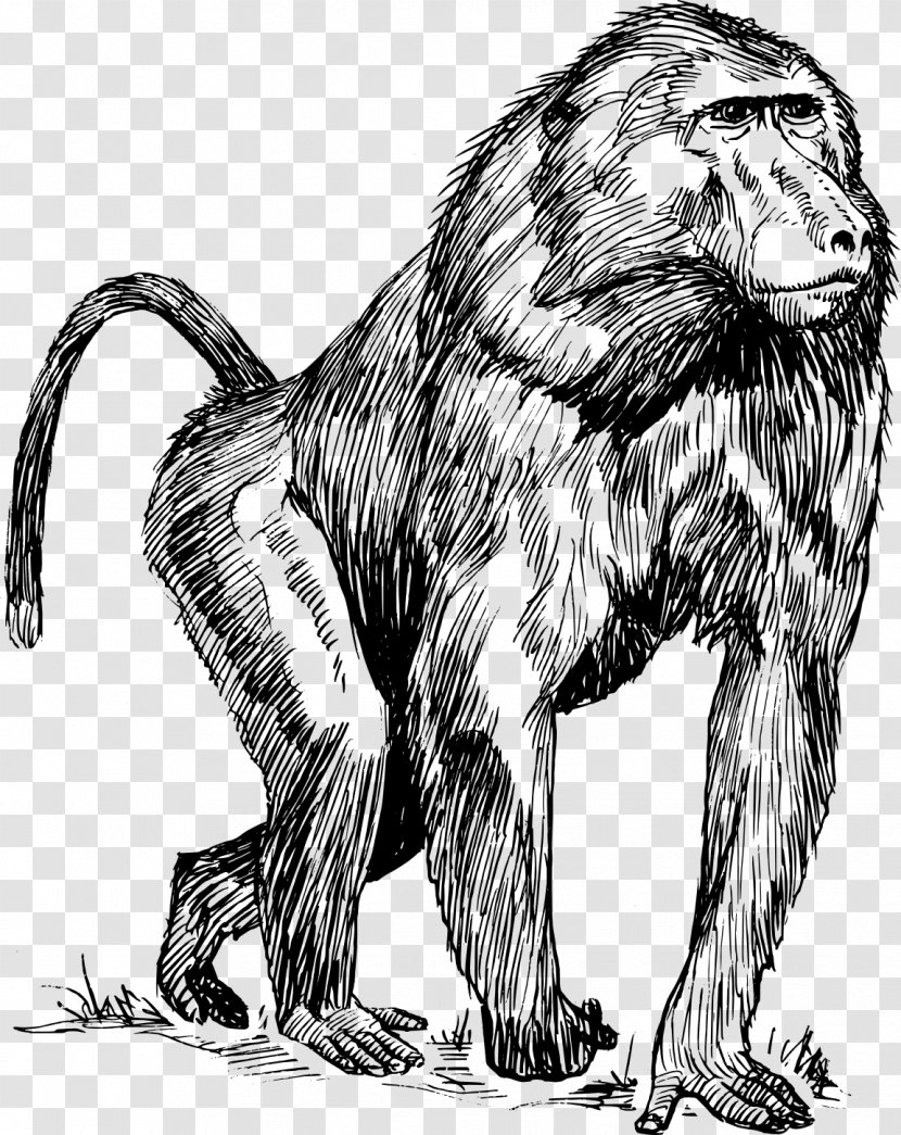 Mandrill Drawing Hamadryas Baboon Clip Art - Monkey Transparent PNG