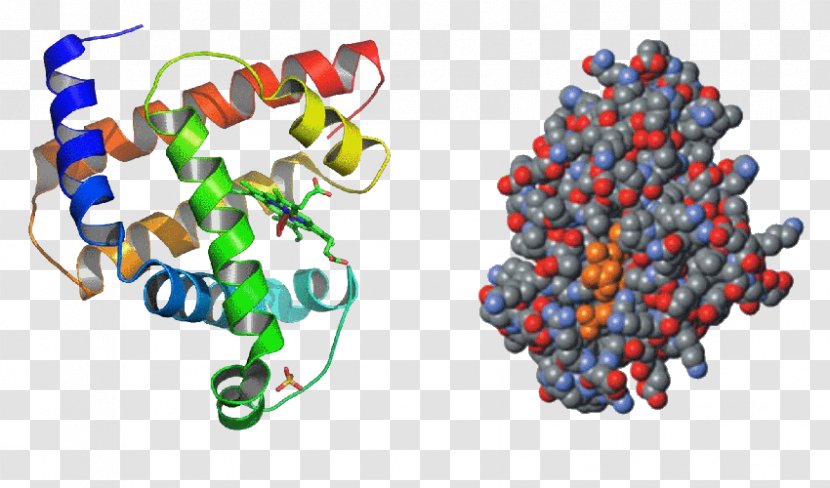 Protein Tertiary Structure Amino Acid Myoglobin - Primary - Hemoglobin Molecule Transparent PNG