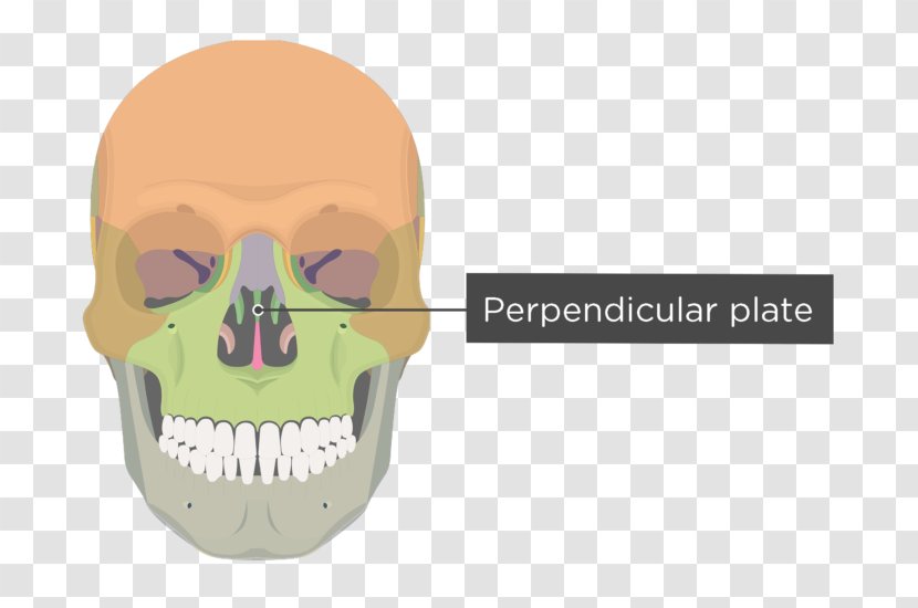 Vomer Bone Human Skeleton Nasal Concha Facial - Skull Bones Transparent PNG