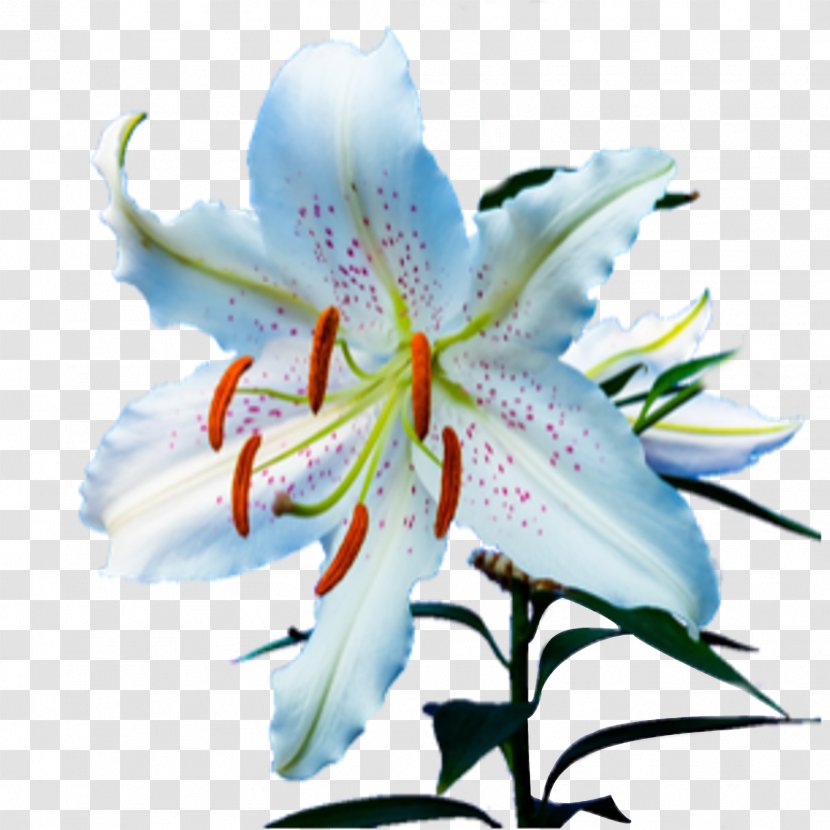 Flower Tiger Lily 'Stargazer' Cross-stitch Daylily - Lilium Transparent PNG