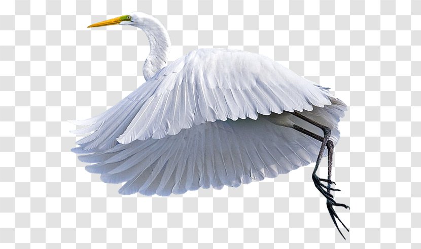Egret Bird Grus Clip Art - Crane - Tete Transparent PNG