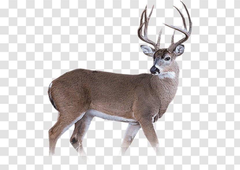 Wild Boar White-tailed Deer Reindeer Musk - Tail - Head Transparent PNG