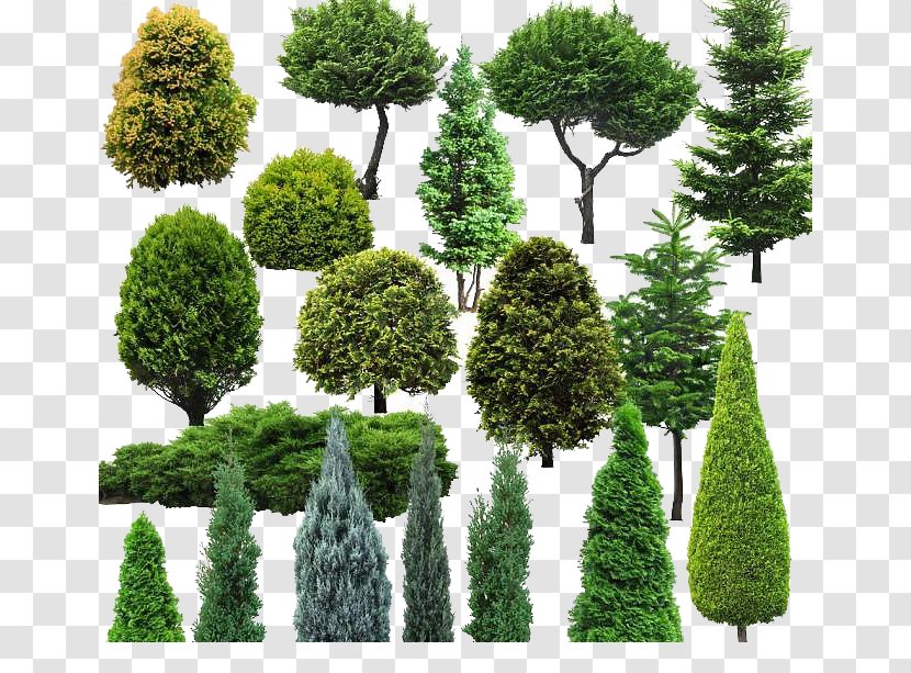 Tree Natural Environment - Hemlock - Environmental Image Transparent PNG