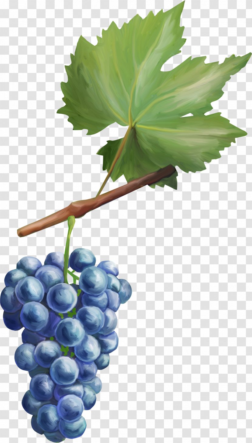 Common Grape Vine Fruit Leaves Berry Transparent PNG