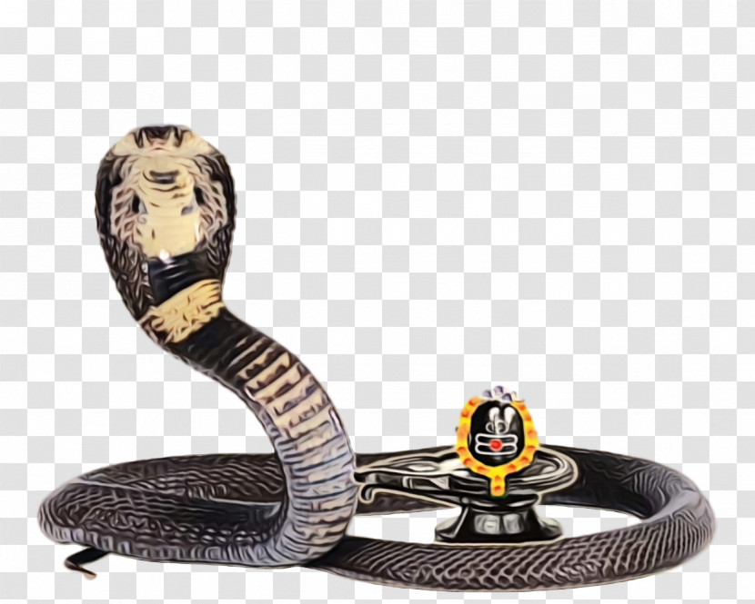 Elapid Snakes Transparent PNG