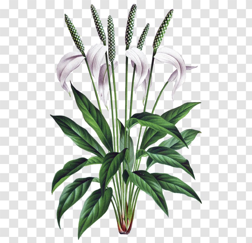 Flower Spathiphyllum Wallisii Drawing Botanical Illustration Botany - Flowerpot Transparent PNG