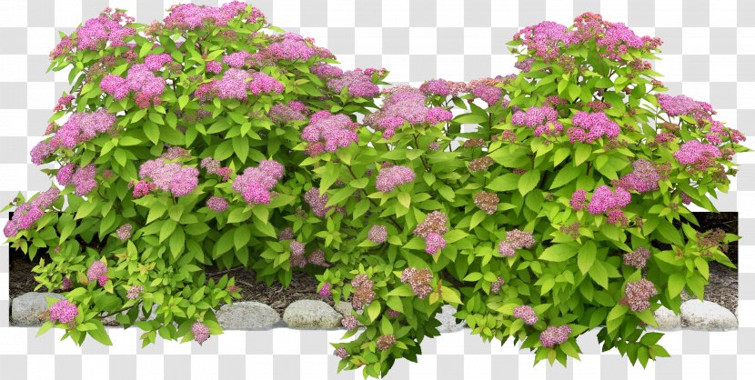 Flowering Plant Shrub - Hydrangea - Bushes Transparent PNG