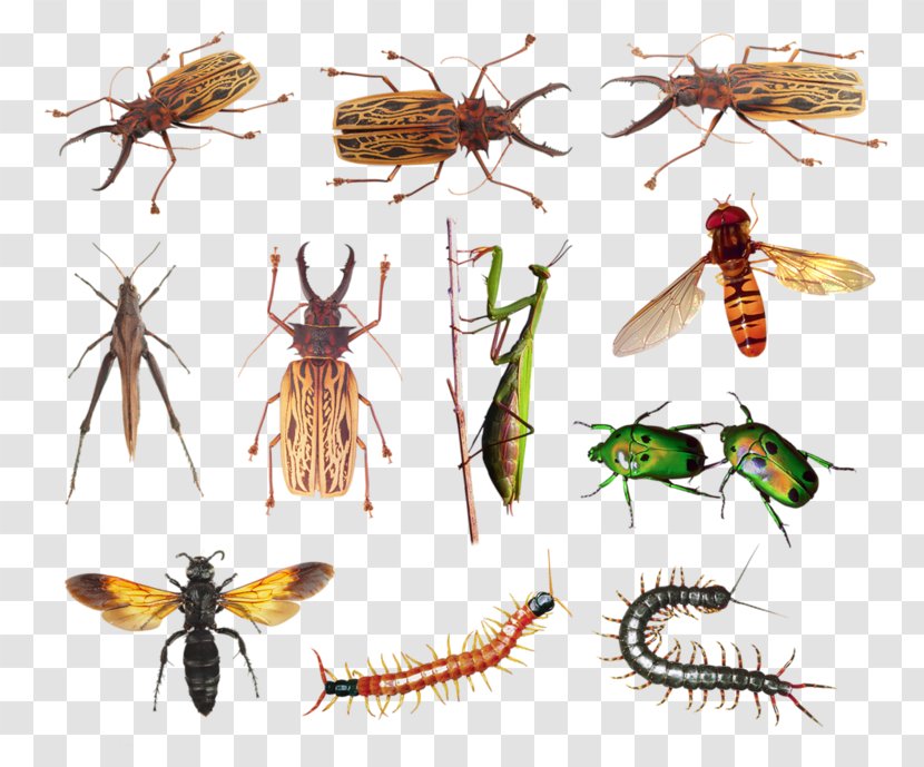 Insects & Spiders European Dark Bee - Organism - Insect Transparent PNG