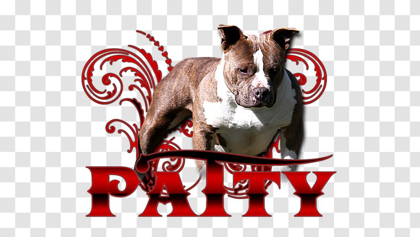 Boston Terrier American Bully Pit Bull Dog Breed - Puppy Transparent PNG