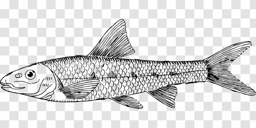 Gudgeon Fish Line Art Sardine Clip Transparent PNG