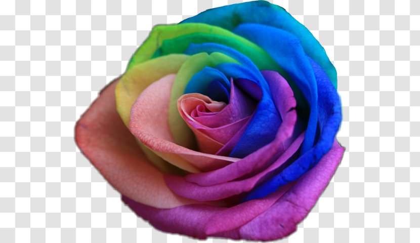 Rainbow Rose Flower Color Garden Roses - Rare Holland Seeds - Cut Flowers Transparent PNG