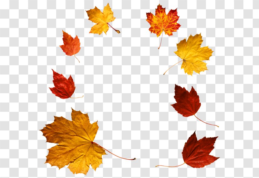 Autumn Leaf Color Clip Art - Plant - Leaves Transparent PNG