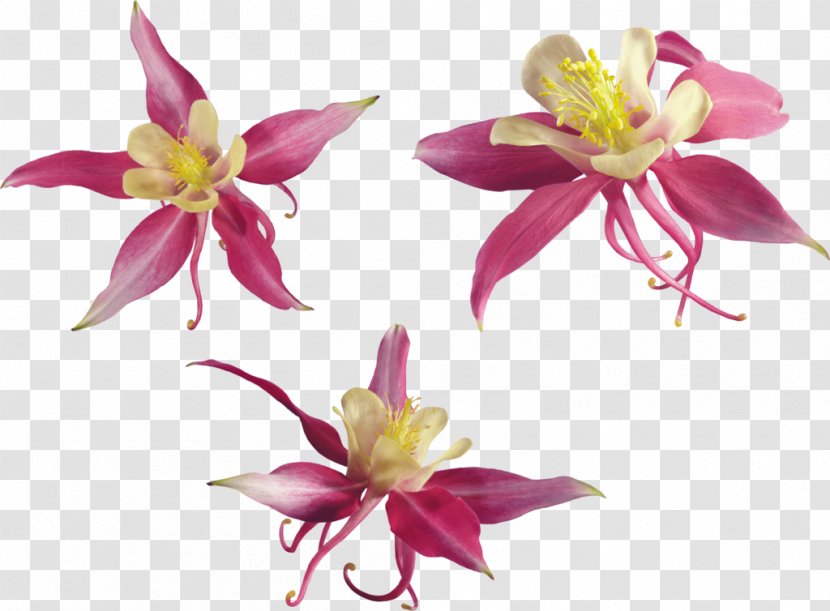 Petal Plant Encyclopedic Knowledge - Flower - Flowers Yellow Transparent PNG