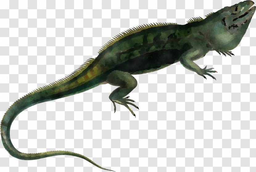 Reptile Lizard Scaled Iguania Iguana - Animal Figure Iguanidae Transparent PNG