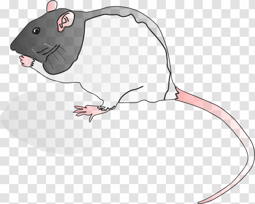 Rodent Murids Krysa Computer Mouse Clip Art - Vertebrate - Rat Transparent PNG