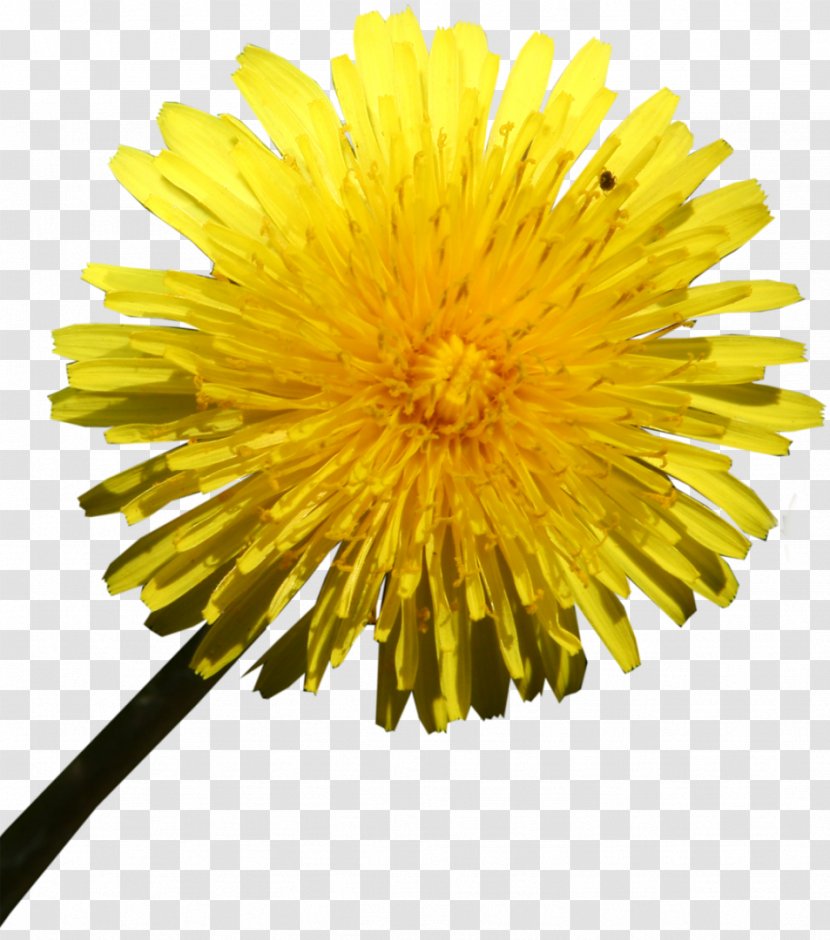 Limon.KG Cut Flowers Daisy Family Oxeye - Pollen - Dandelion Transparent PNG