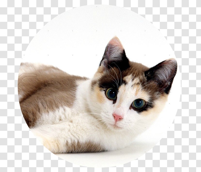 Burmese Cat Savannah Colorpoint Shorthair American British - Puddle Transparent PNG