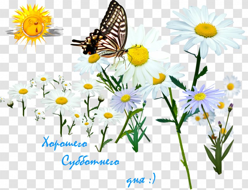 Butterfly Clip Art - Chamaemelum Nobile Transparent PNG