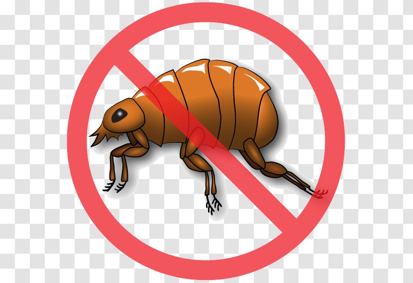 Insect Bee The Flea Pest Transparent PNG