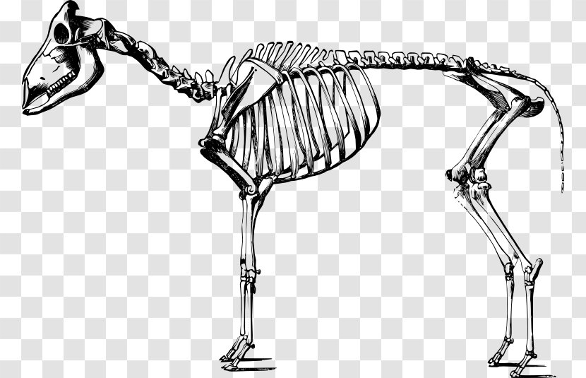 Sheep Human Skeleton Goat Body - Organism - Zoology Transparent PNG