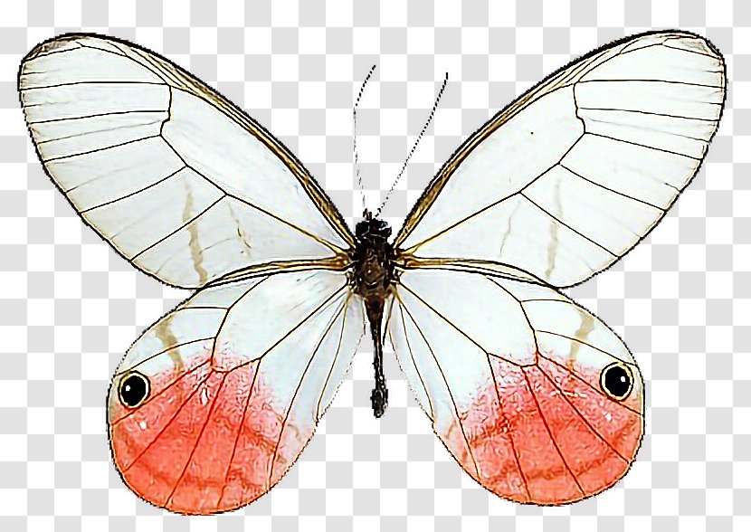 Glasswing Butterfly Cithaerias Milkweed Butterflies - Wing Transparent PNG