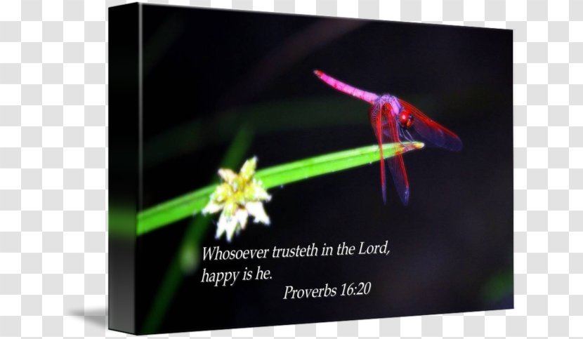 Insect Pollinator Advertising - Organism - Bible Verses Transparent PNG