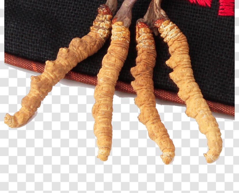 Traditional Chinese Medicine Caterpillar Fungus Crude Drug - Herbs Cordyceps New Grass Transparent PNG