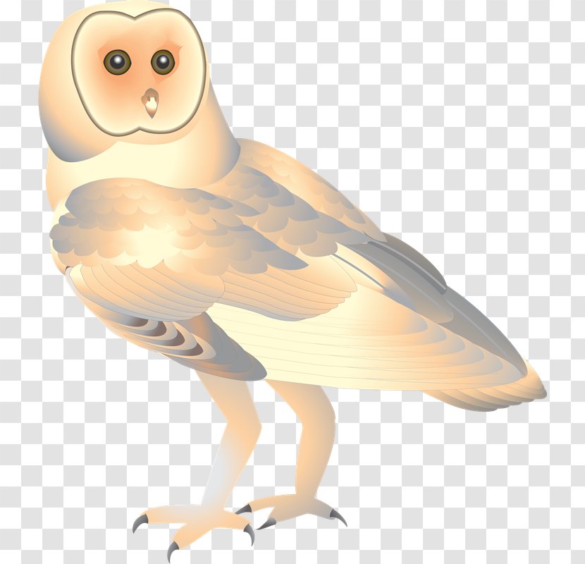 Owl Beak Bird Of Prey Feather - Wing - Gene Transparent PNG