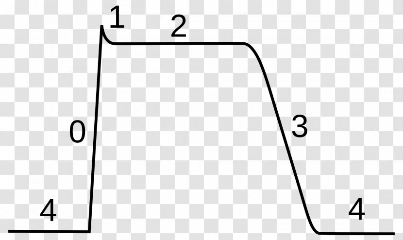 Cardiac Action Potential Ventricle Antiarrhythmic Agent Ventricular - Electrical Conduction System Of The Heart Transparent PNG