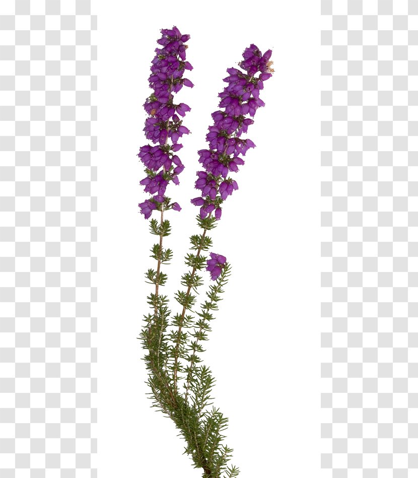 English Lavender Bach Flower Remedies Elixir Violet Individual - Plants - Herb Transparent PNG